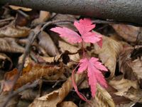 Momiji09