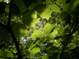 Kogashi120520_leaf