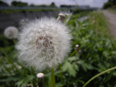 TANPOPO