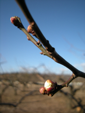 2010_0201ume