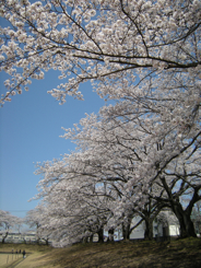 Sakura2011