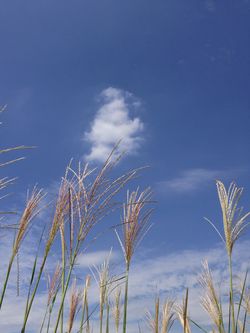 IMG_2044 IMG_2044